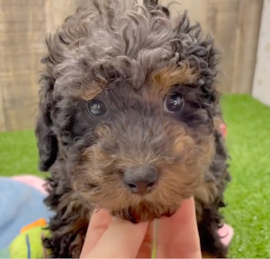 Poodle Puppies For Sale